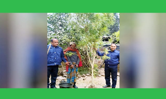 নিজ বাড়ির উঠানে গাঁজার গাছ চাষের অভিযোগে এক ব্যক্তিকে আটক