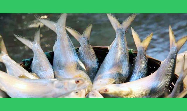 সৌদি আরব ও সংযুক্ত আরব আমিরাতে ১১ হাজার মেট্রিক টন ইলিশ রপ্তানি করবে