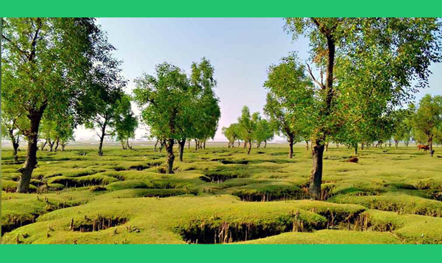 সমুদ্র সৈকতে ঘুরতে গিয়ে সংঘবদ্ধ ধর্ষণের শিকার হয়েছেন কলেজছাত্রী