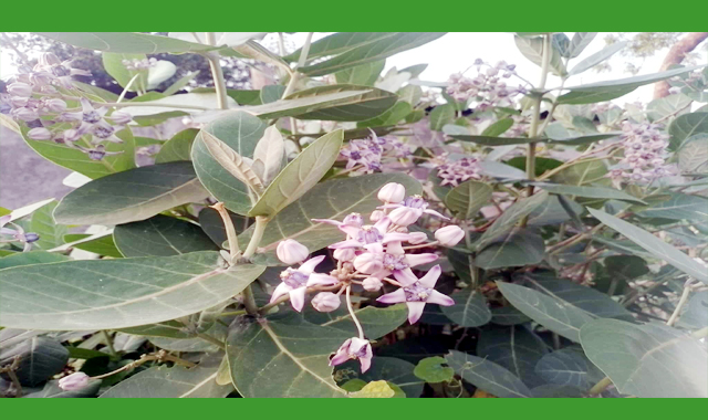 সাপাহারে এখনো শোভা পাচ্ছে পরিবেশ বান্ধব ঔষধি গাছ আকন্দ