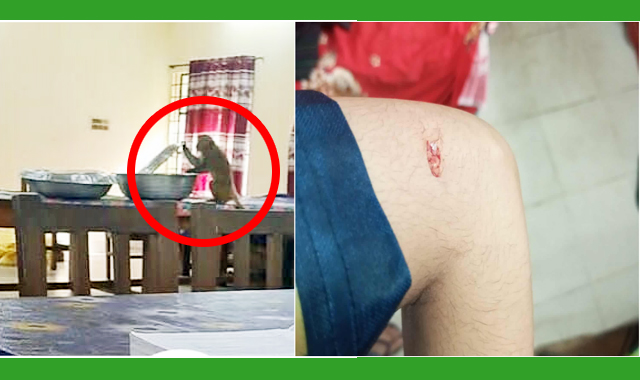 সিকৃবিতে বানরের আক্রমণে ছাত্রী আহত,সমাধানে বন বিভাগের সঙ্গে জরুরি বৈঠক