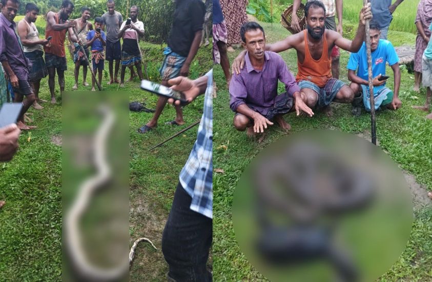 বিশাল আকৃতির অজগর সাপকে পিটিয়ে হত্যা