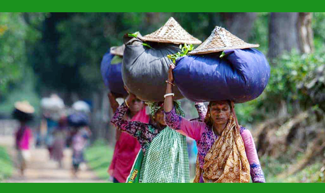 সবুজ পাহাড় ও ঘন বনভূমির মাঝে অবস্থিত শ্রীমঙ্গল,পরিচিত ‘চায়ের রাজধানী’ নামে