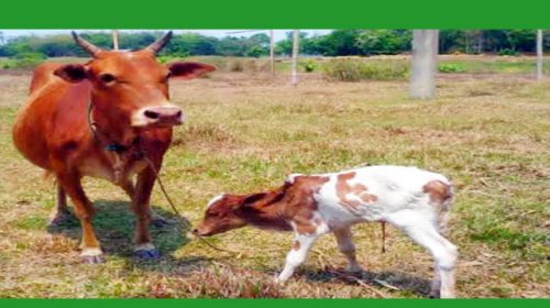 এক রাতে চারটি গরু চুরি