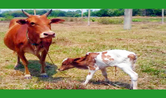 এক রাতে চারটি গরু চুরি