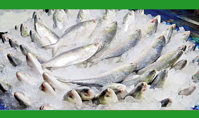 ভারতে ১ হাজার ২০০ টন ইলিশ মাছ রপ্তানি করবে বাংলাদেশ