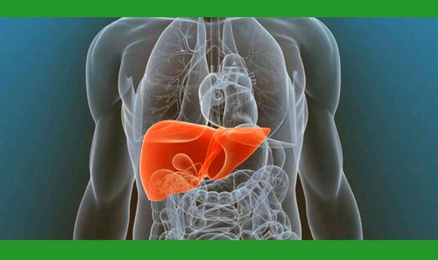 কিছু খাবার রাখলে লিভারে ফ্যাট জমতে পারবে না এবং লিভার সুস্থ থাকবে