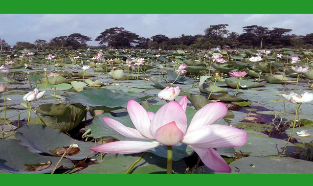 যথাযথ সংরক্ষণ ও পর্যটন সুবিধার অভাবে পদ্মকাননের সৌন্দর্য পূর্ণতা পাচ্ছে না