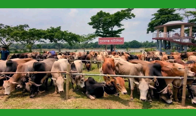গরু-মহিষ ভারতীয় হলেও প্রশাসনের উদাসীনতার কারণে হাটের রশিদেই পাচ্ছে বৈধতা!