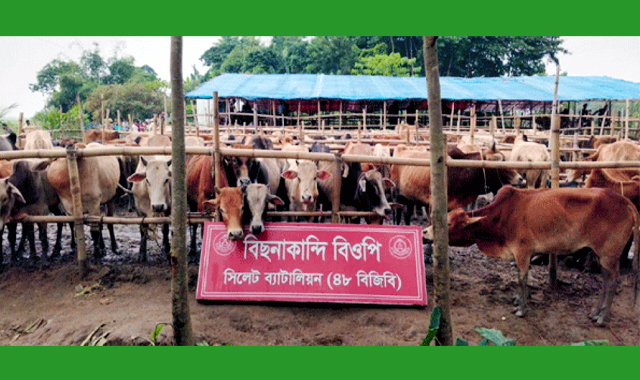সীমান্তে গরু-মহিষের বিশাল চালান জব্দ করেছে বিজিবি