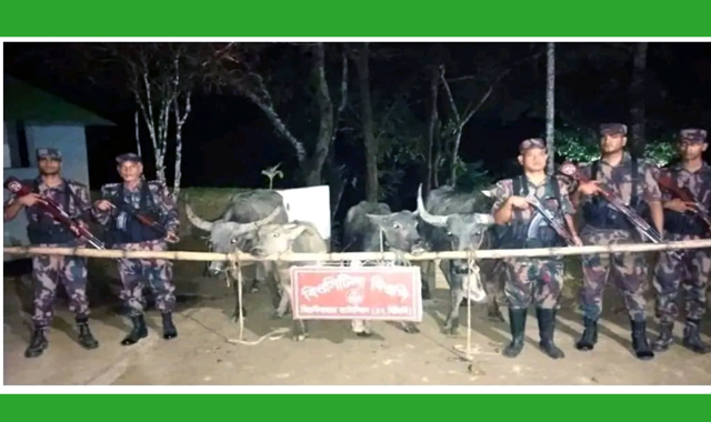 বড়লেখা সীমান্তে ৪টি ভারতীয় মহিষ আ ট ক