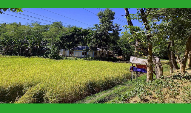 বন্যপ্রাণীর ক্ষতি ঠেকাতে রাতভর মাঠে পাহারায় মৌলভীবাজারের কৃষকরা