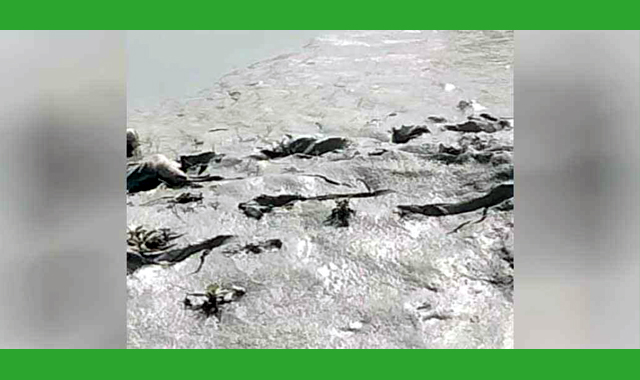 এক যুবকের লাশ উদ্ধার করেছে নৌ–পুলিশ