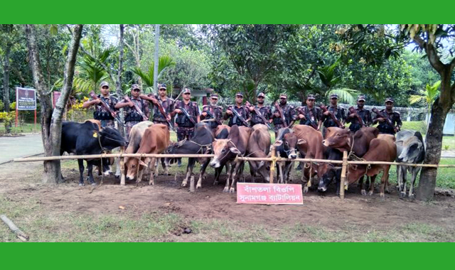 চোরাই পথে আসা ১৪টি ভারতীয় গরু আটক