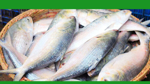 আগামীকাল পহেলা বৈশাখ-ইলিশের দাম এখন আকাশ ছোঁয়া