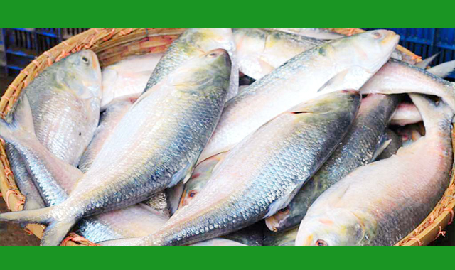 আগামীকাল পহেলা বৈশাখ-ইলিশের দাম এখন আকাশ ছোঁয়া