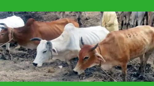 সিলেট থেকে কেনা তিনটি গরু চট্টগ্রামে নেওয়ার পথে ছিনতাইয়ের শিকার
