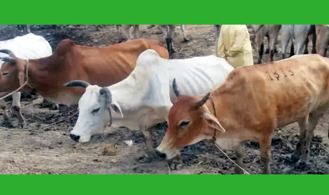 সিলেট থেকে কেনা তিনটি গরু চট্টগ্রামে নেওয়ার পথে ছিনতাইয়ের শিকার