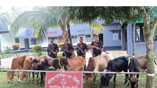 হবিগঞ্জ সীমান্তে ভারতীয় গরু ও ম দ জব্দ