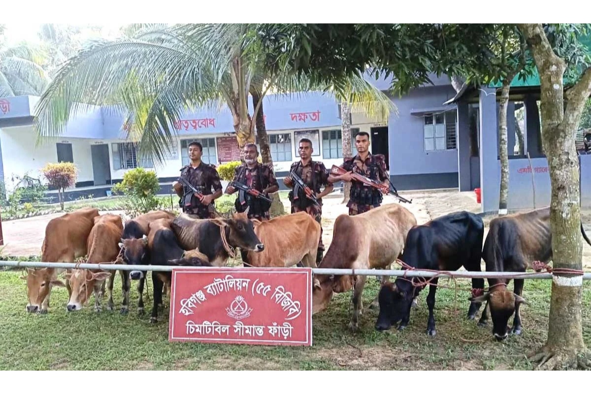 হবিগঞ্জ সীমান্তে ভারতীয় গরু ও ম দ জব্দ