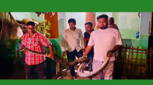 খাটের নিচ থেকে অজগর সাপ উদ্ধার
