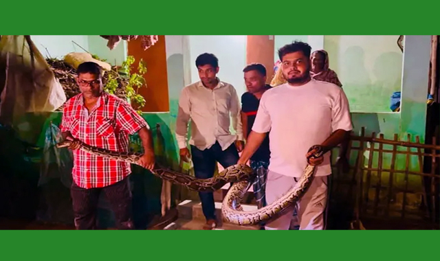 খাটের নিচ থেকে অজগর সাপ উদ্ধার