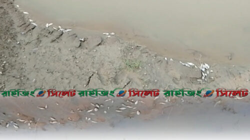 কোম্পানীগঞ্জে পুকুরে বিষ প্রয়োগের অভিযোগ, ১২ লাখ টাকার মাছ নিধন