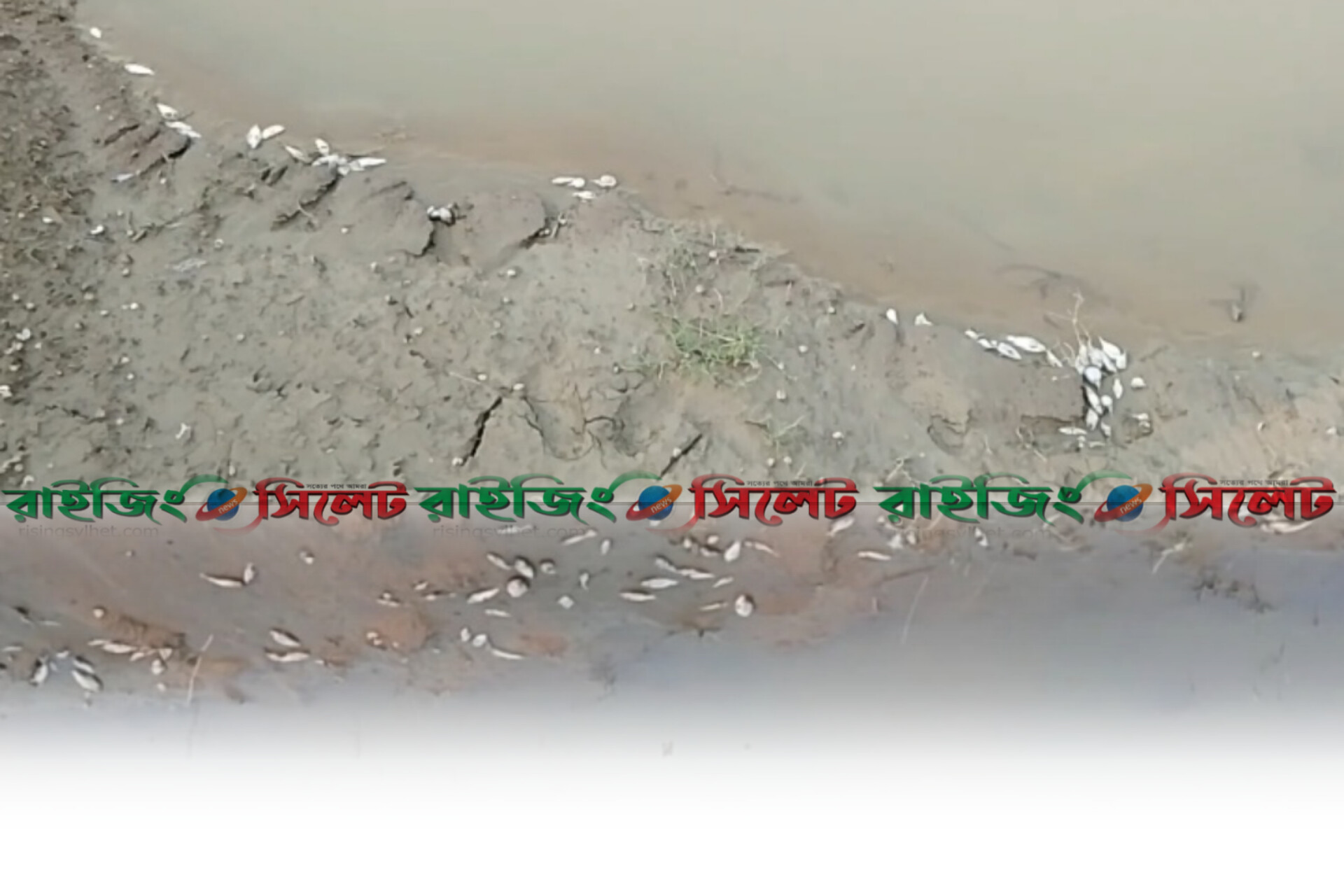 কোম্পানীগঞ্জে পুকুরে বিষ প্রয়োগের অভিযোগ, ১২ লাখ টাকার মাছ নিধন
