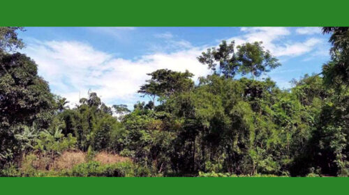 সীমান্ত এলাকায় অভিযান ভারতীয় শটগান, গুলি ও মাদকসহ অন্যান্য পণ্য জব্দ